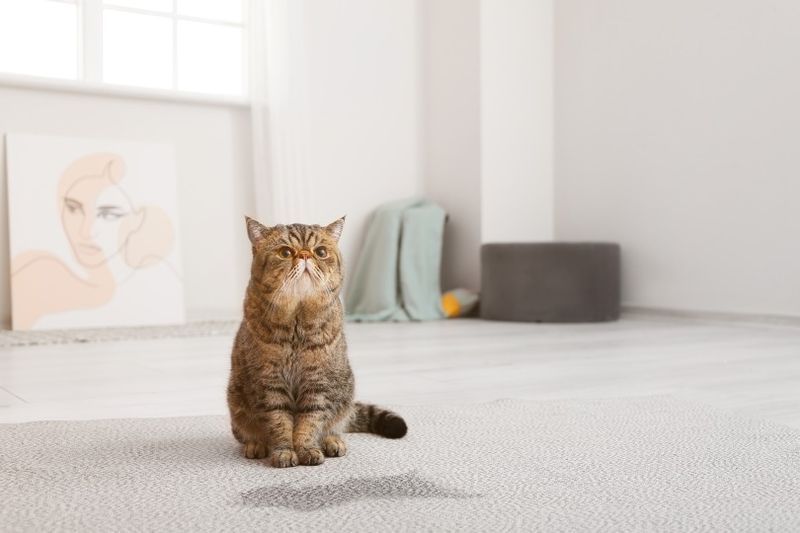 orina de gato en la alfombra