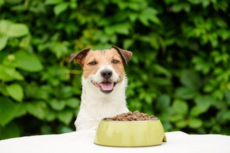 Cão comendo ração