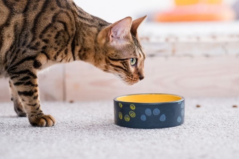 gato de bengala cerca del cuenco del gato