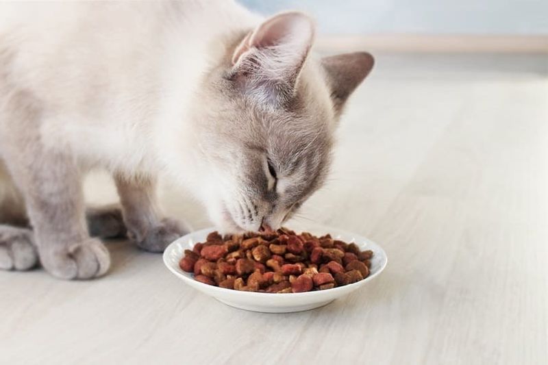 Gato siamés comiendo comida seca de un recipiente