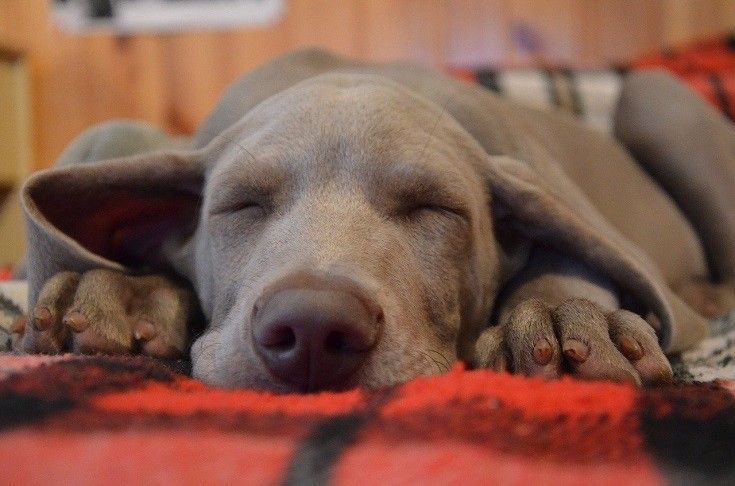Cane marrone che dorme
