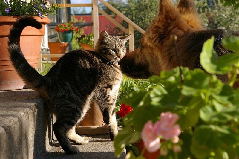 saksanpaimenkoira tuijottaa tabby-kissaa