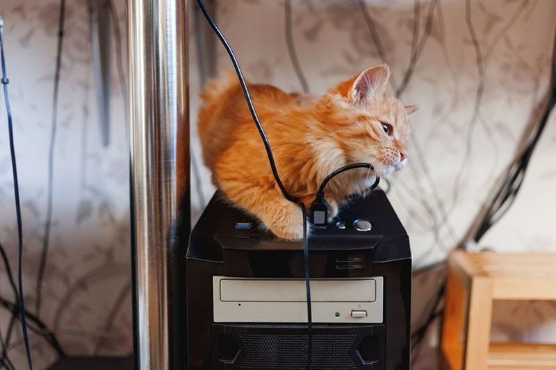 rød tabby kattunge sitter på datamaskinen systemenhet leker med elektrisk ledning
