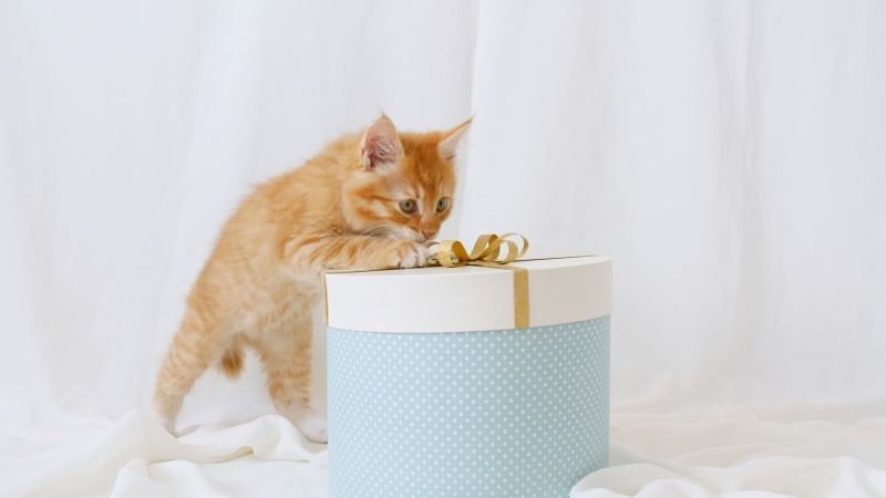 oransje kattunge leker med gaven