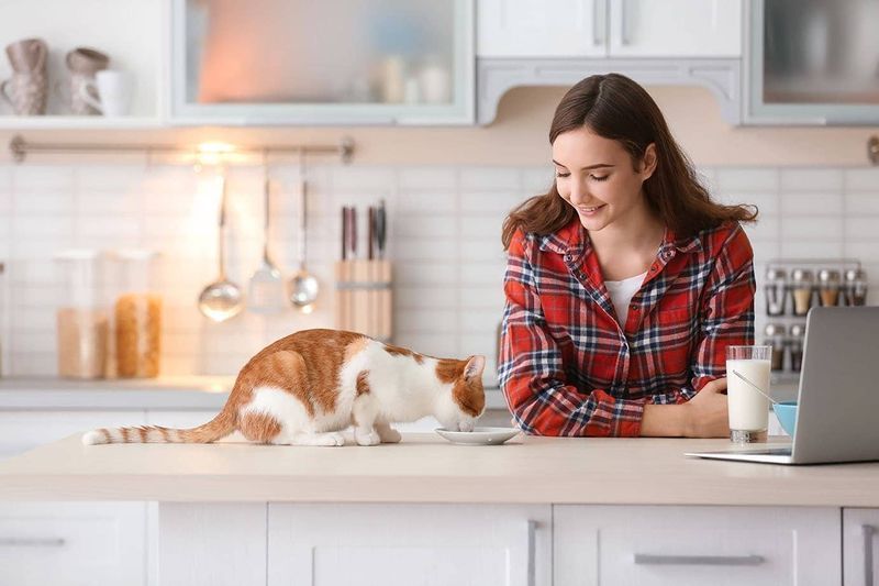 katt spiser med tenåring