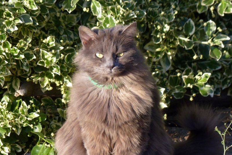 nebelung katt i hagen