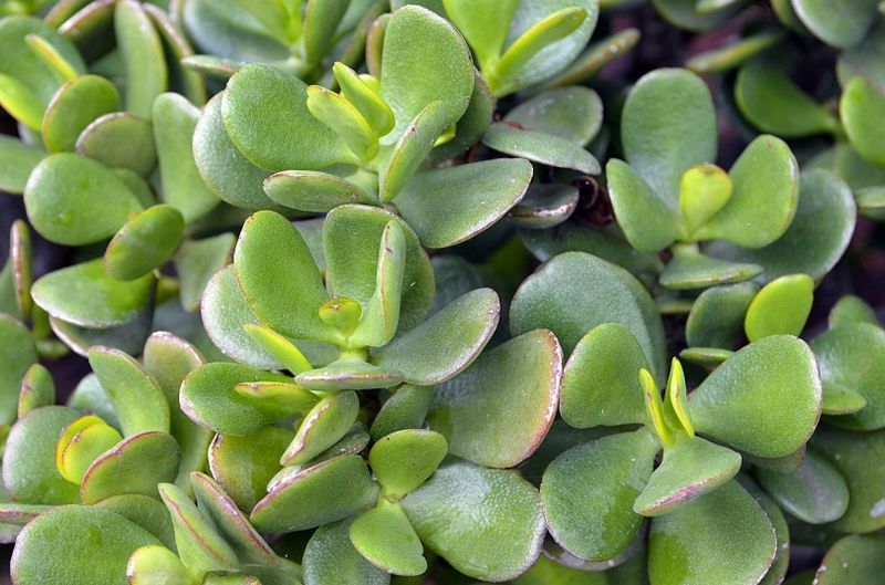jadeplante i hagen