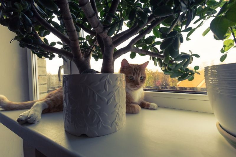 katt som ligger under jadeplante