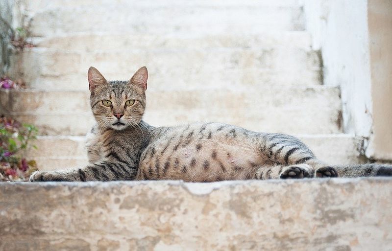 ultrasonido gato