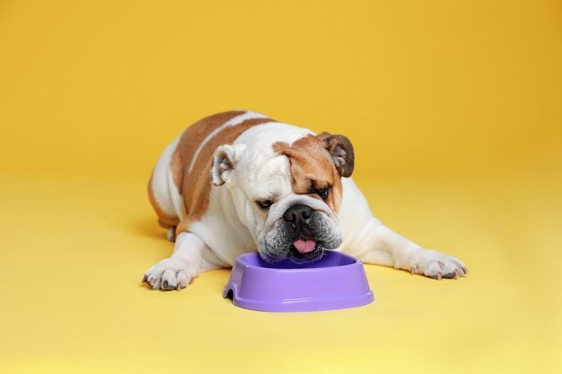 Bulldog Beurla ag ithe