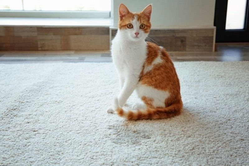 katt som tisser på teppet