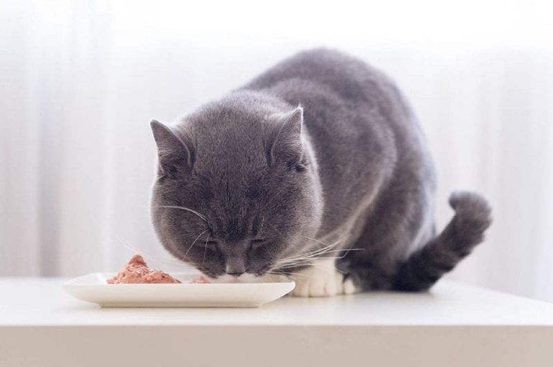 grå katt som spiser kjøtt