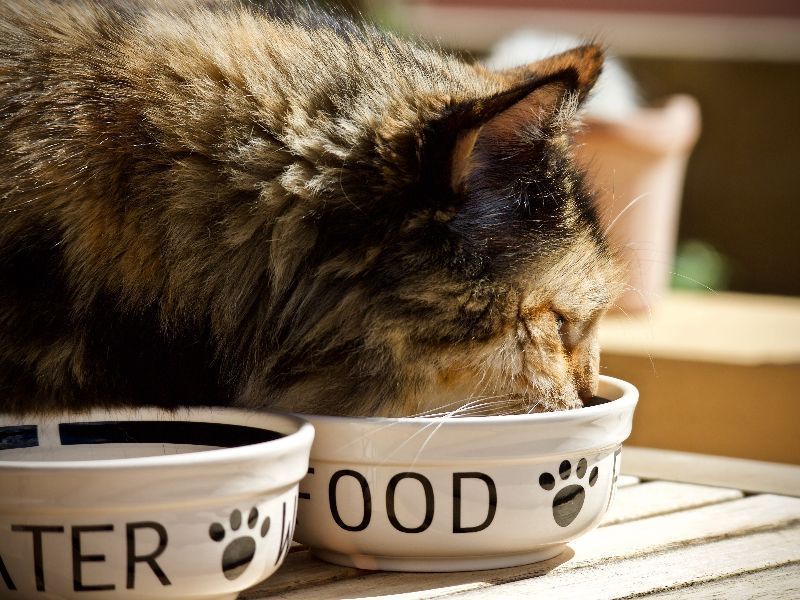 katt som spiser ut av matskålen