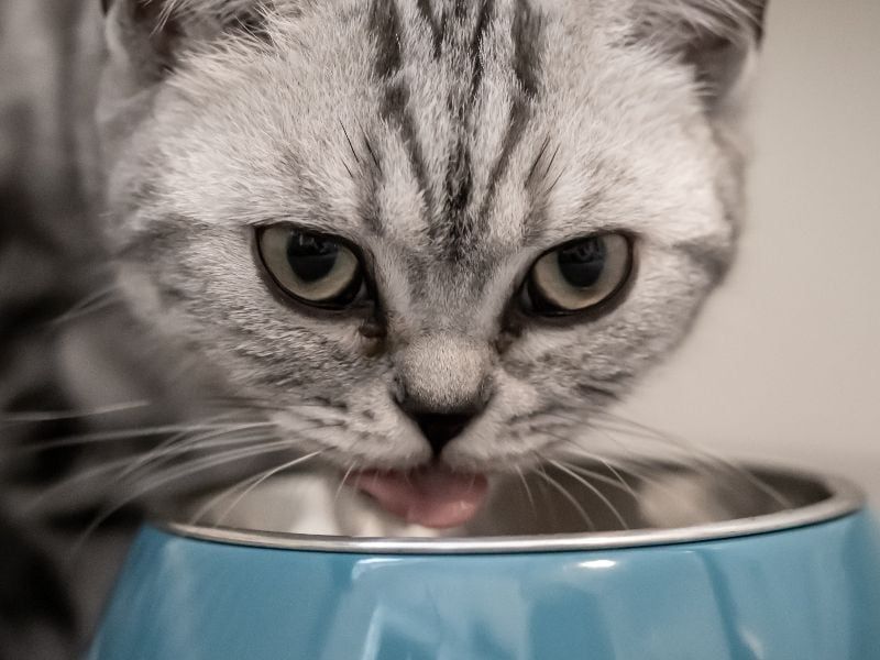 Britisk korthår katt nærbilde med matskål