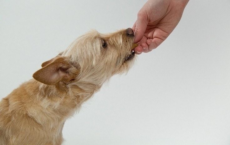 Chien mangeant de la nourriture