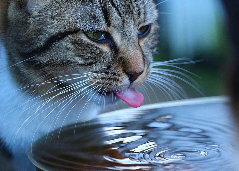 Katze Trinkwasser