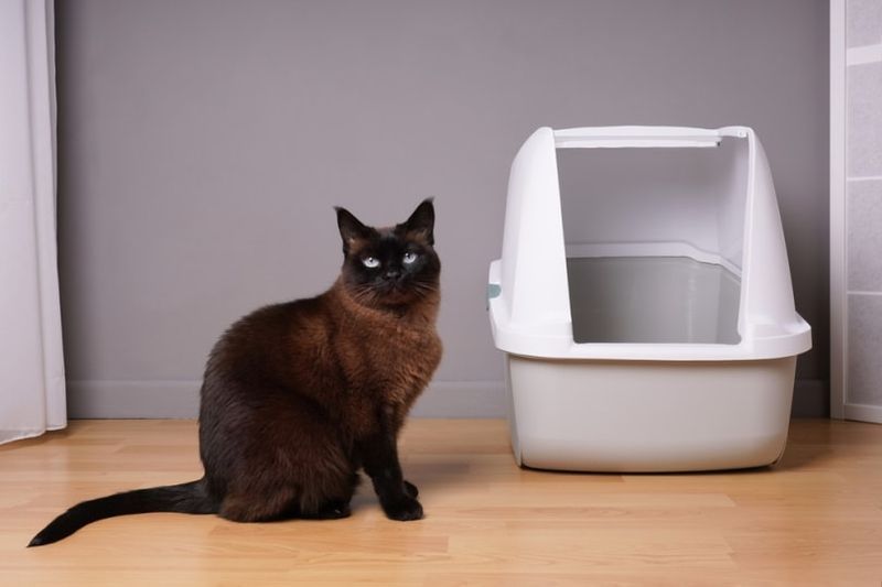Siamkatze neben Katzenklo