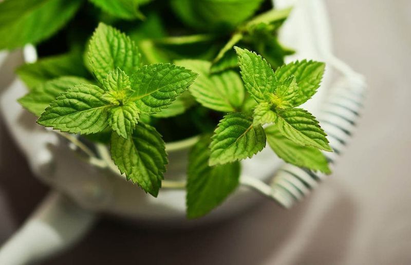 Menta contro erba gatta