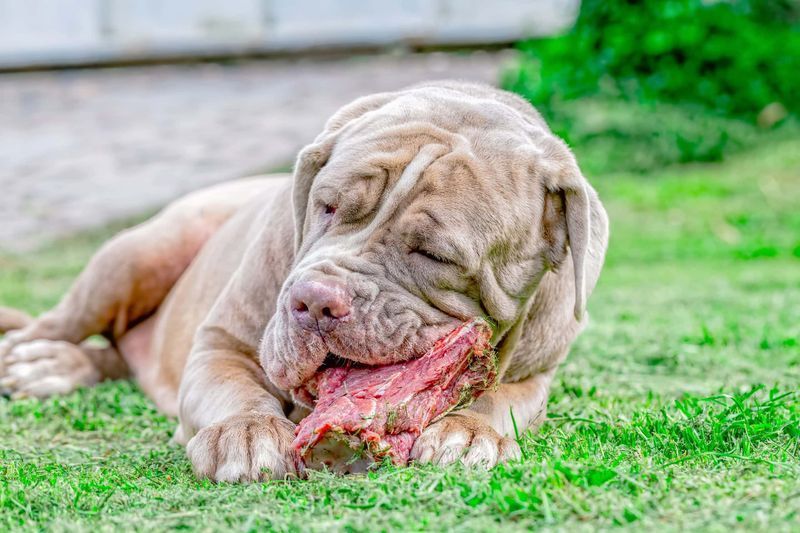 Cachorro comendo bife_shutterstock_A.P.S.Photography
