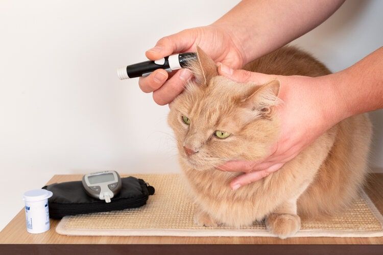 Cat glukosemåler