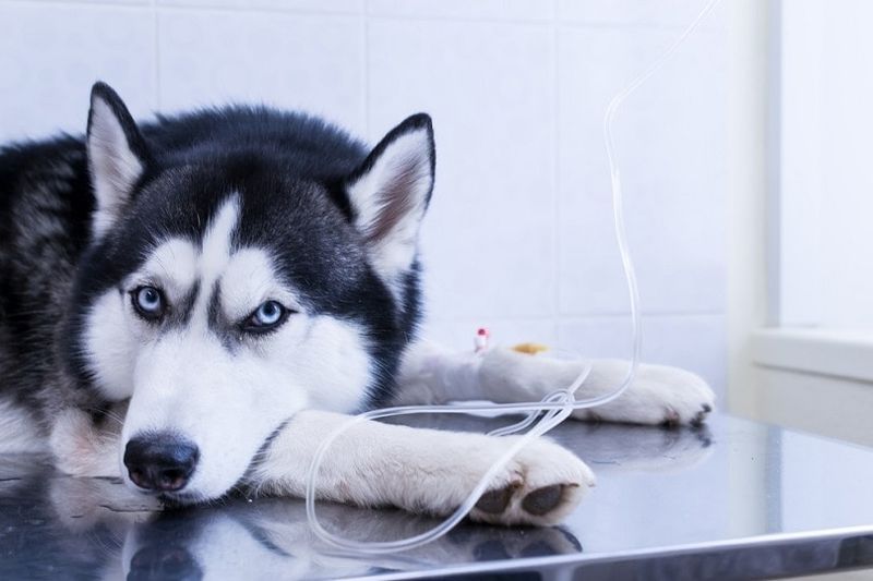siberian-husky-infusione-endovenosa-gocciolamento_Konstantn-Zaykov_shutterstock