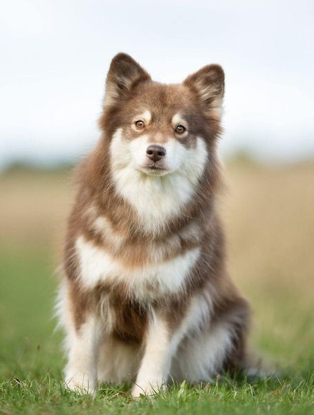Finsk lapphund hvalp