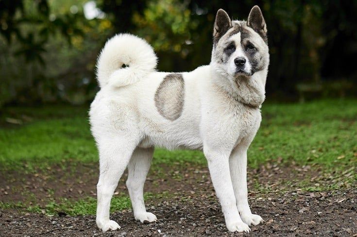 billede af en hvid norsk buhund_wirestock images_shutterstock