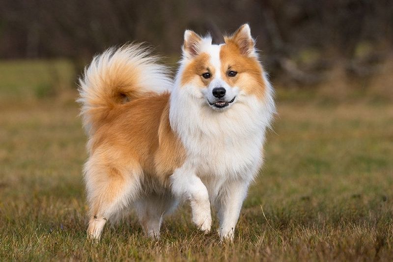 islandsk fårehund
