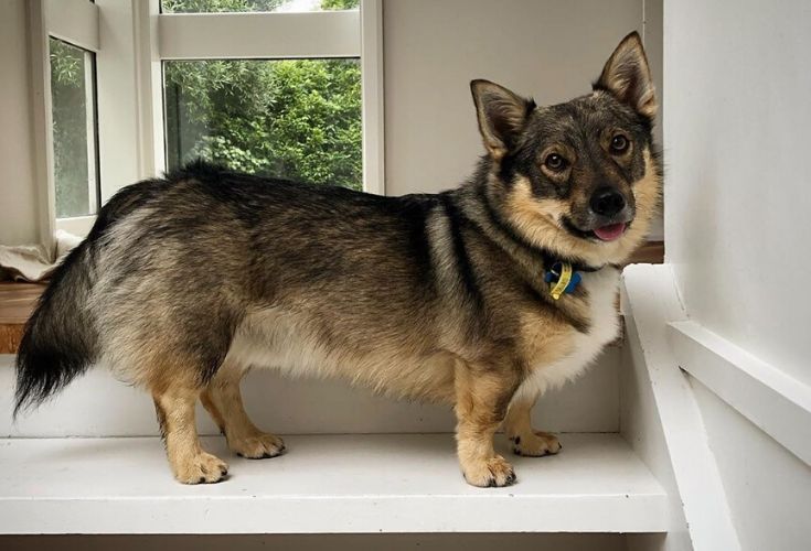 svenskvallhund og Friend Pointy Ears