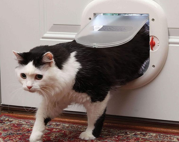 kat die door een kattendeur gaat