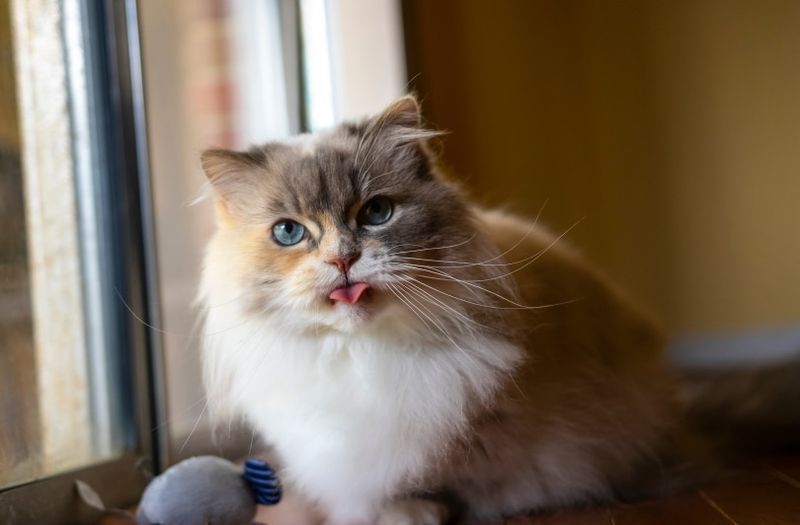napoleon kat zittend