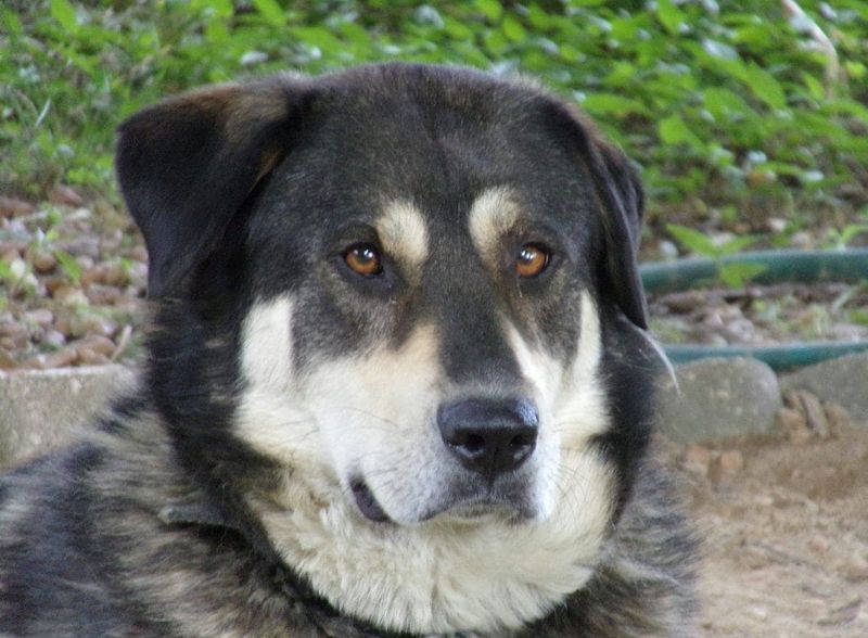 Malador d'Alaska