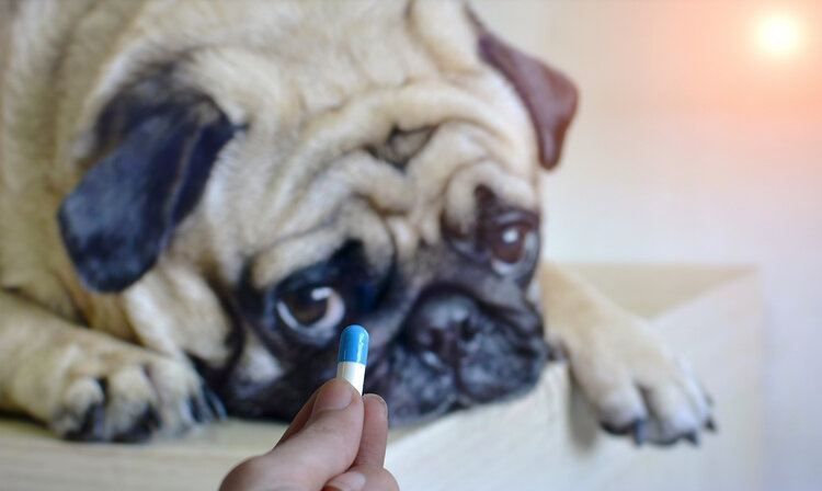 pug tomando medicina
