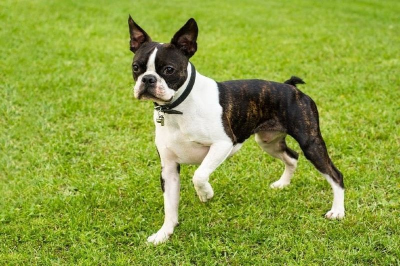 Boston-Terrier auf Gras