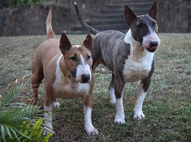 zwei Bullterrier