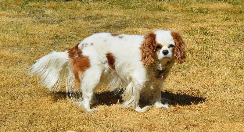 Unbekümmerter Königcharles Spaniel auf Gras