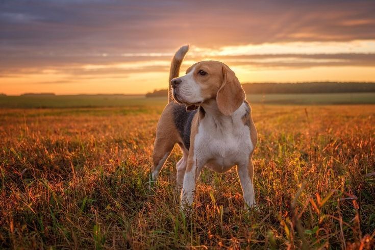 Beagle