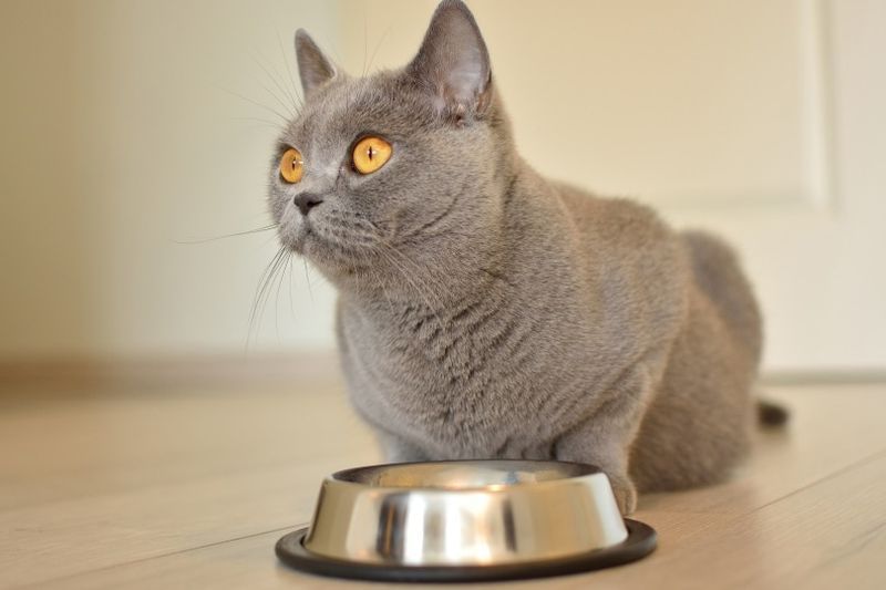 İngiliz kısa tüylü kedi yemek