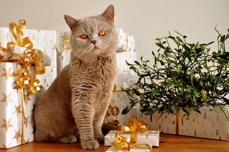 Katzengeschenk