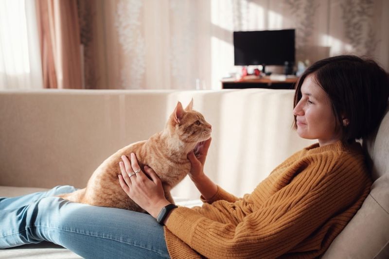 gatto zenzero con il proprietario
