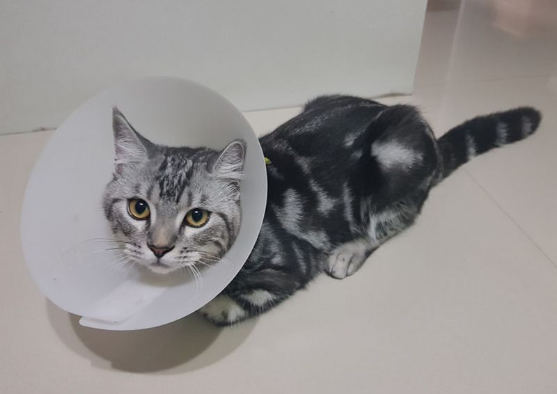 kissa steriloinnin jälkeen Elizabeth-kauluksella