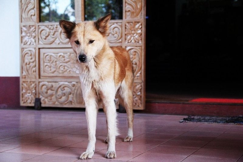dunne hond