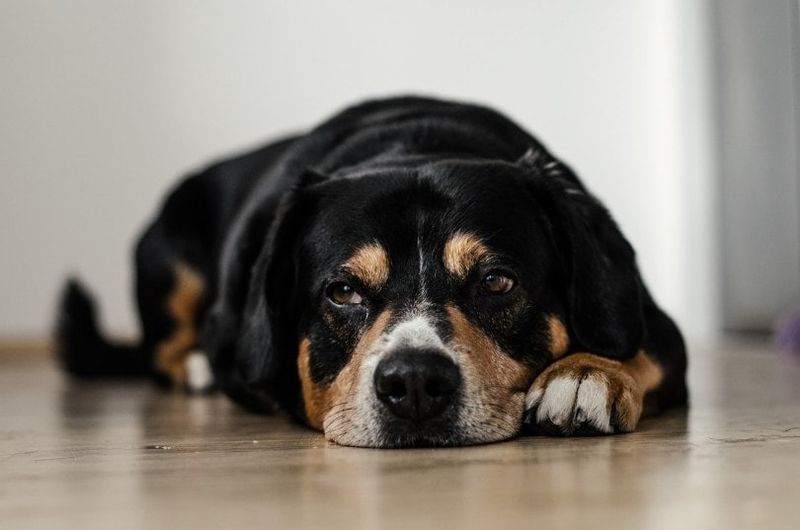 hond op de grond liggen