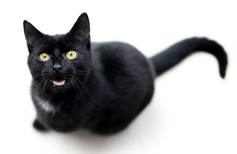 katten hylende mens han ser opp