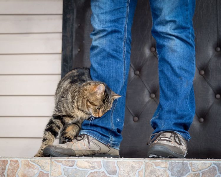 katten gnider seg mot eieren