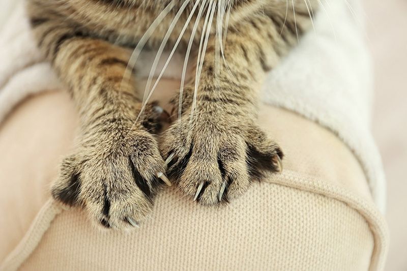 Tabby-Katzenpfoten auf der Rückenlehne der Couch