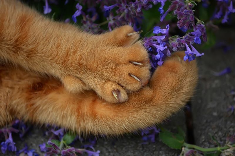 Klauen einer roten Katze, die im Freien liegt