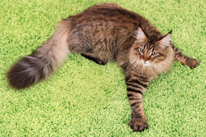 getigerte katze, die einen teppich kratzt