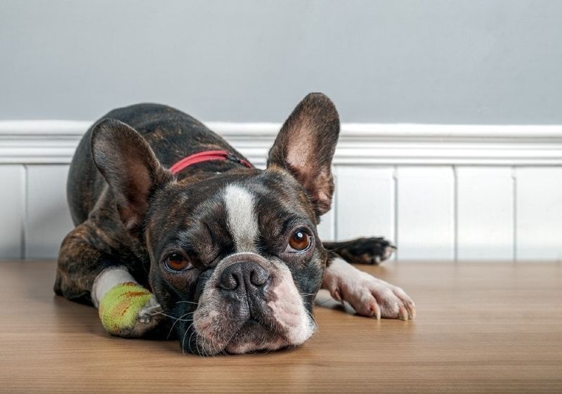 Cane Boston terrier ferito
