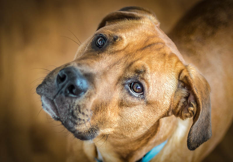 zblízka Rhodéský ridgeback mastif Mix pes